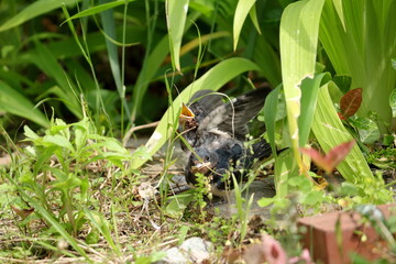 親鳥を見つけて嬉しそうに自分の居場所を知らせるツバメの雛と無関心な雛