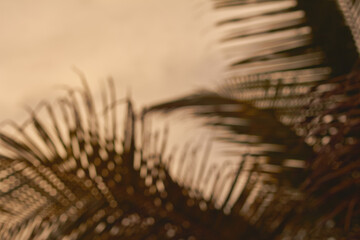 Beautiful palm fronds sway gently against a golden sunset sky in a tranquil coastal setting