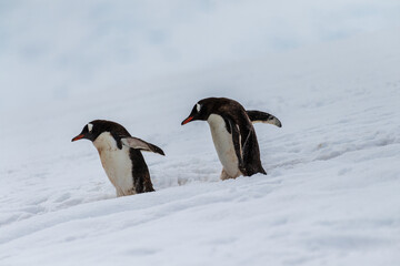 Fototapeta premium Close-up of a group of Gentoo Penguins -Pygoscelis papua- walking along a penguin highway in a snowy landscape of the colony at Danco island, on the Antarctic Peninsula