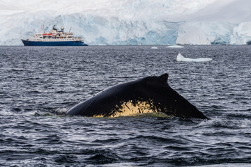 Close-up of the back and dorsal fin of a diving humpback whale -Megaptera novaeangliae. Image taken...