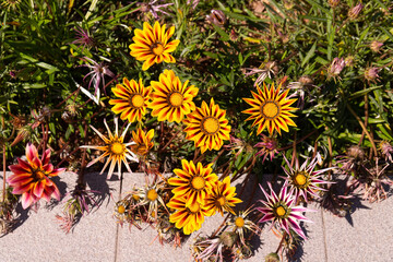 Beautiful gazania flowers growing on green grass.