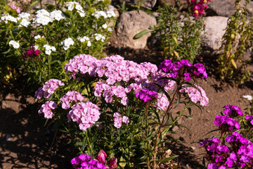 Red and white carnation flowers.