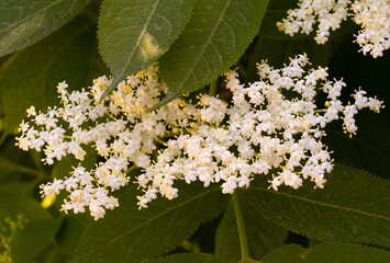 Beautiful white flowers of black elderberry.