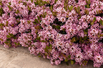Beautiful flowering bush of Raphiolepis indica.
