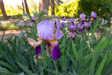 Beautiful purple iris blooming in the garden.