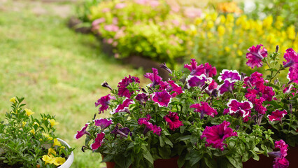 Colorful flower pots brighten a lush garden during a sunny day in springtime