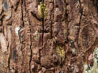 A close-up photograph reveals the rough texture of the tree's bark.