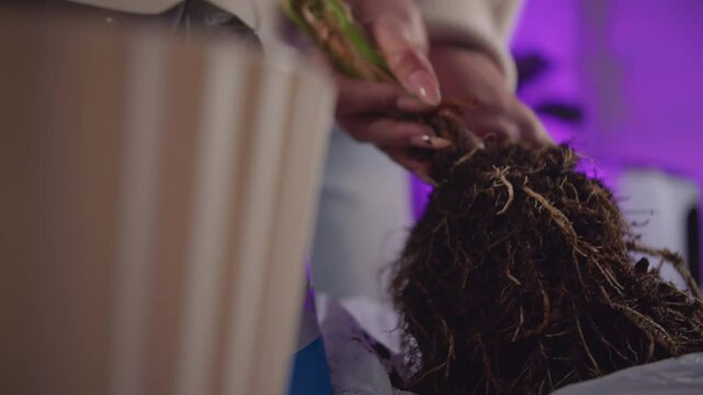 Woman holding plant with visible roots before transplanting