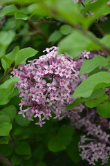 Meyer lilac (Dwarf Lilac) pinkish -lavender flowering bushy plant . Closeup photo outdoors. Planting, gardening concept. Free copy space.