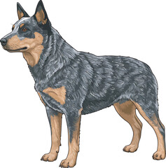 Australian Cattle Dog Clip Art Illustration Vector 