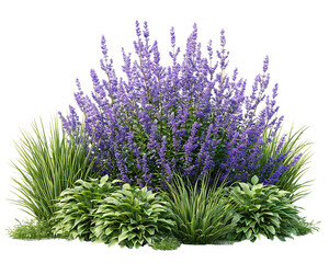 Fototapeta premium Lush Purple Flower and Green Foliage Garden Arrangement, PNG
