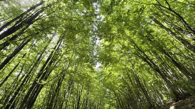 Video of immersion in the forest between light and green silence