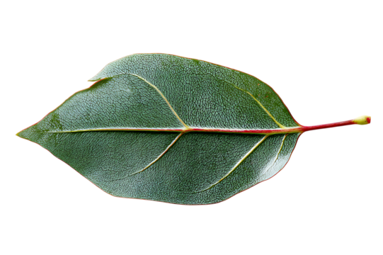 A Detailed Close-up Photograph of a Single Eucalyptus Leaf  isolated on transparent background	