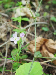 Pink Wildflower
