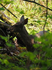 Deer in the Forest
