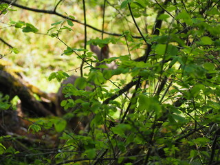 Deer in the Forest
