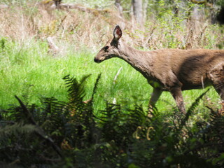 Deer in the Forest