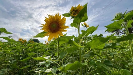 Vibrant close-up of a blooming sunflower in full sunlight with bright yellow petals and green...