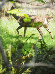 Deer in the Forest