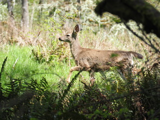 Deer in the Forest