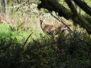 Deer in the Forest