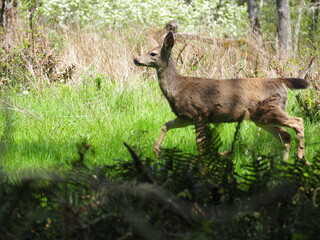 Deer in the Forest