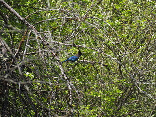 Bluejay in the Forest