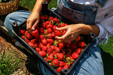 Hands of a girl sorting through bright red strawberries in a large box.