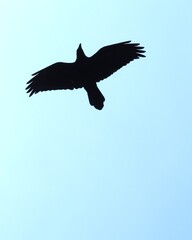 Bluejay in the Forest