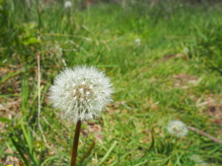Dandelion Puff