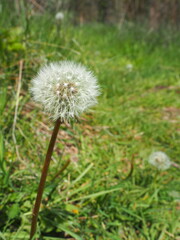 Dandelion Puff