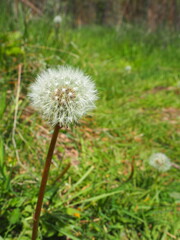 Dandelion Puff