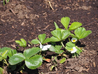 Strawberry Plant Blossoms