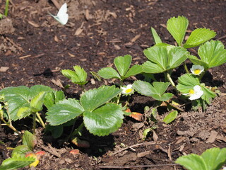 Strawberry Plant Blossoms