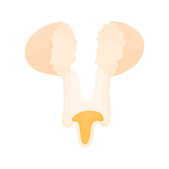 Broken egg. Protein and yolk for cooking. Proper nutrition