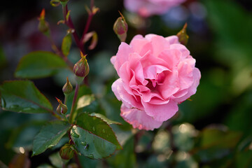 Beautiful pink rose blooming in a vibrant garden with green foliage under soft sunlight