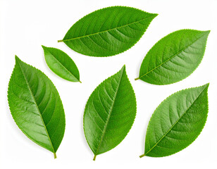 Obraz premium Green Leaves Isolated on White Background with Clipping Path – Macro Studio Photography