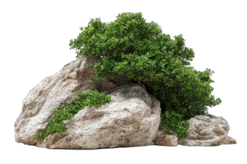A lush, green shrub thrives atop a cluster of light-beige, textured rocks, isolated against a black background.  The rocks are irregular, creating a natural and somewhat rugged composition