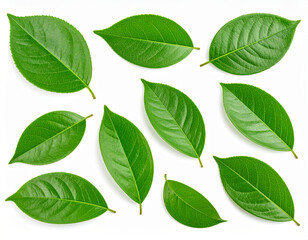 Green Leaves Isolated on White Background with Clipping Path – Macro Studio Photography

