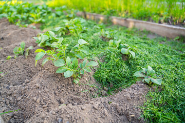 A vegetable garden bed with growing potatoes while mulching the soil with mowed grass