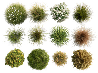 Overhead View of Twelve Lush Spherical Plants, PNG