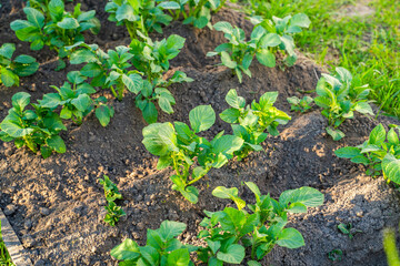 Potatoes growing in a vegetable garden, close-up