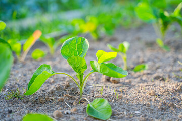 Young cabbage seedlings growing in a vegetable garden, close-up