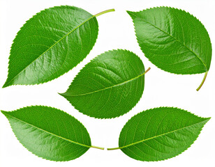 Fototapeta premium Green Leaves Isolated on White Background with Clipping Path – Macro Studio Photography