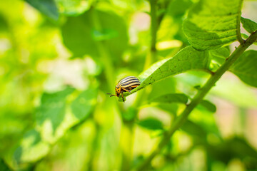 Colorado potato beetle on a potato leaf close-up on a sunny day. Colorado potato beetle eating...