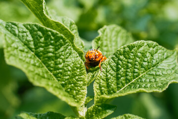 Colorado potato beetle on a potato leaf close-up on a sunny day. Colorado potato beetle eating potatoes