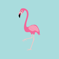 isolated image flamingo with blue background