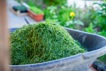 Garden cart with freshly cut green grass from the lawn, close-up. Material for mulching the soil