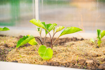 Eggplant seedlings growing in a greenhouse with mulched soil, close-up