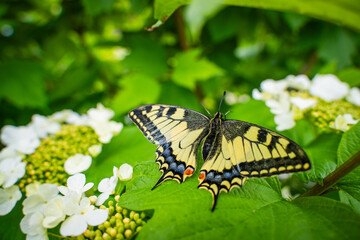 Close-up of a beautiful swallowtail butterfly (Papilio machaon) resting on vibrant green leaves among white flowers in a natural garden setting. Detailed wings and vivid summer colors